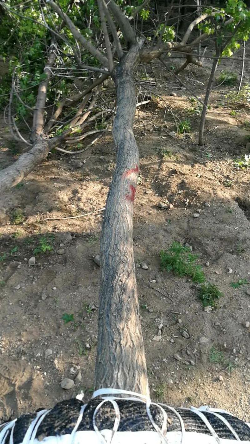 五角枫261~300cm