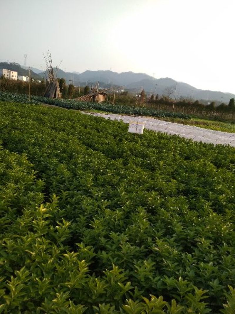 沙糖桔优质苗，沃柑苗，优质苗木，高产，稳产