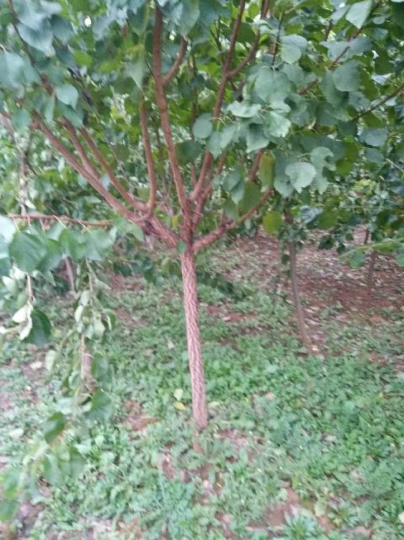 杏树2~4cm4cm以下2.5~3米