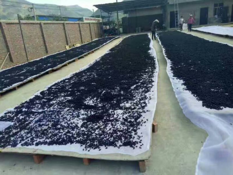 桑葚干一级粒粒精选质量保证