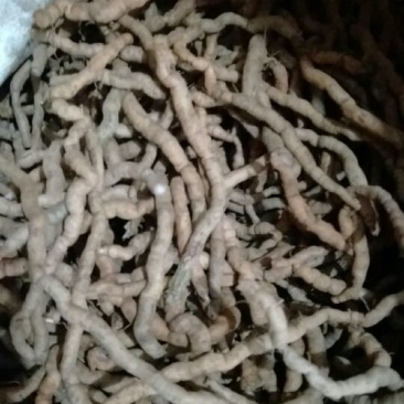 巴戟天细肉统条