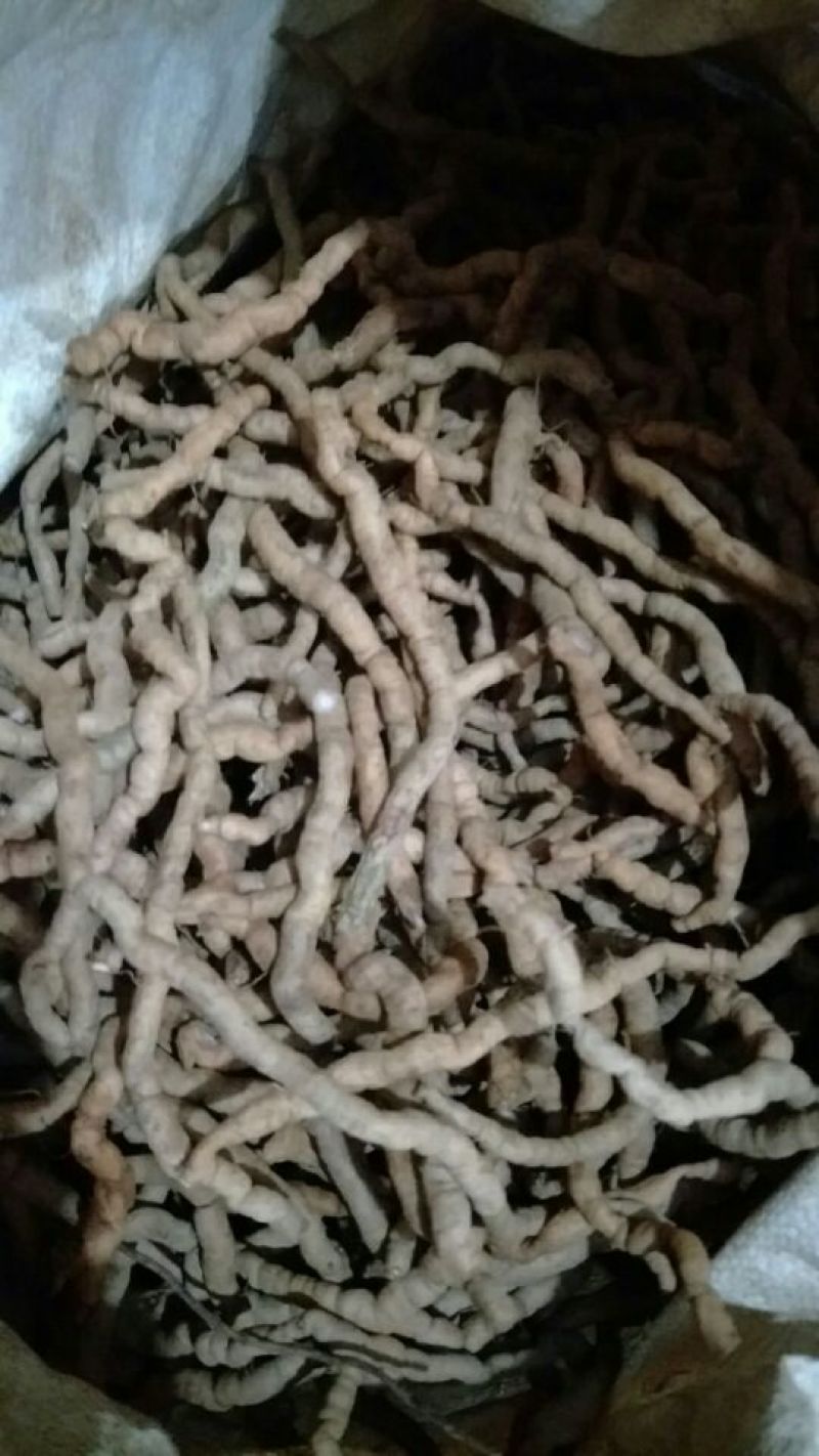 巴戟天细肉统条