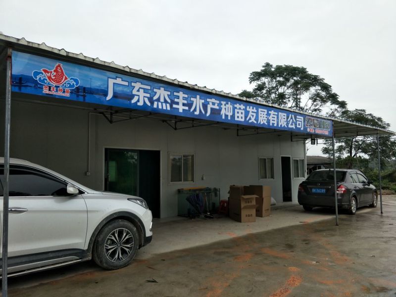 军鱼苗坚鱼苗光鱼苗养殖技术指导线上保障交易