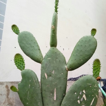 仙人掌10cm