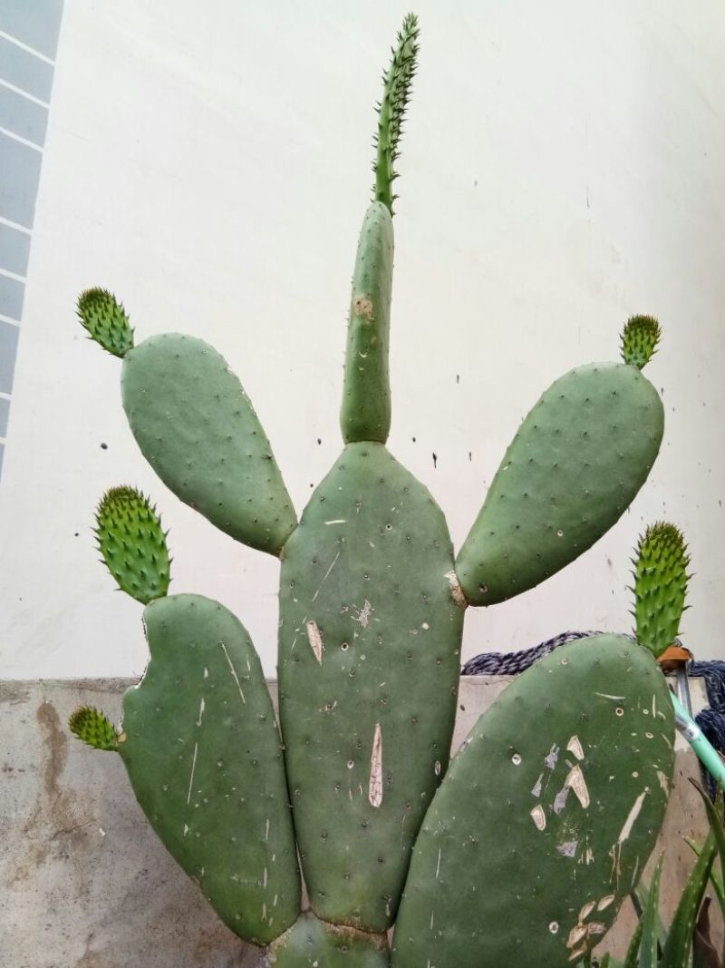 仙人掌10cm