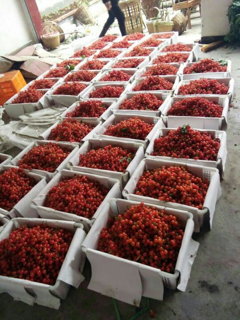 黑珍珠樱桃10~15mm