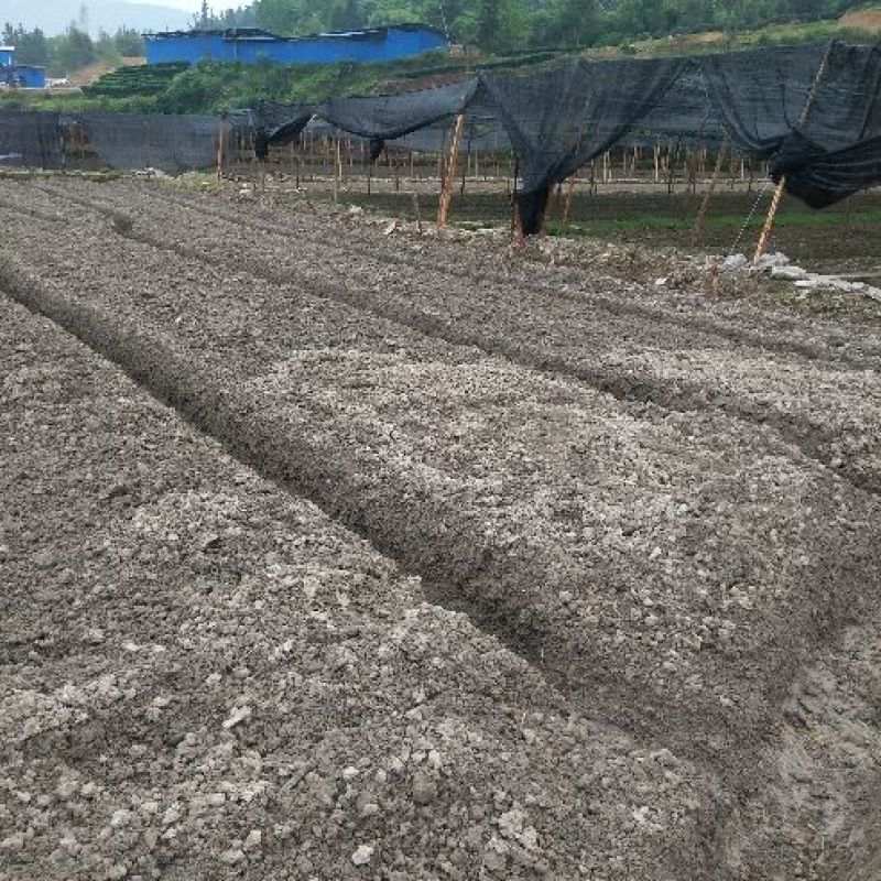 茶树苗乌牛早安吉白茶梅占
