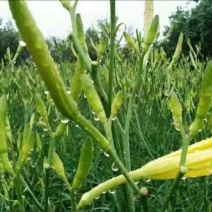 鲜黄花菜散装，袋装，一级淄博鲜黄花菜常年供应