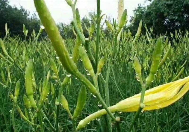鲜黄花菜散装，袋装，一级淄博鲜黄花菜常年供应