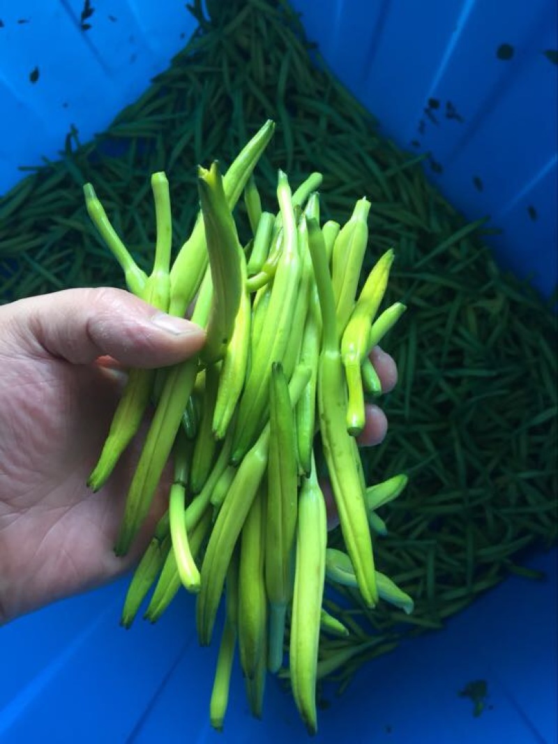 鲜黄花菜散装，袋装，一级淄博鲜黄花菜常年供应