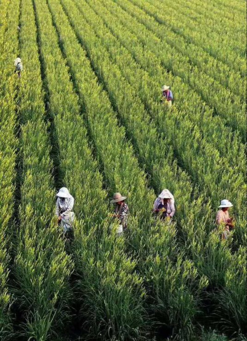 鲜黄花菜散装，袋装，一级淄博鲜黄花菜常年供应
