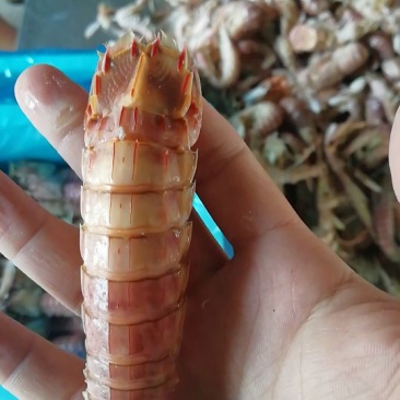 皮皮虾冰鲜虾