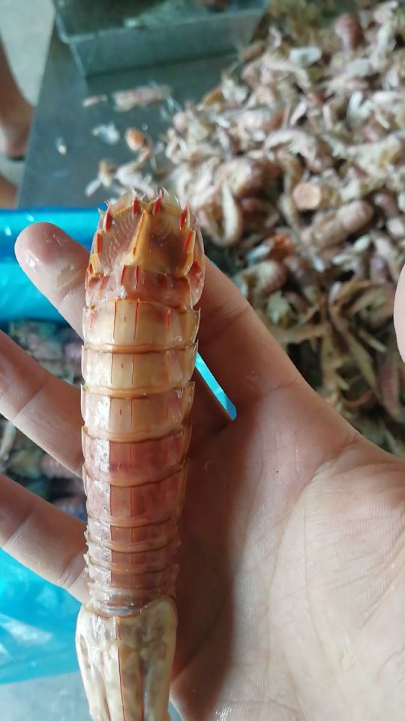 皮皮虾冰鲜虾