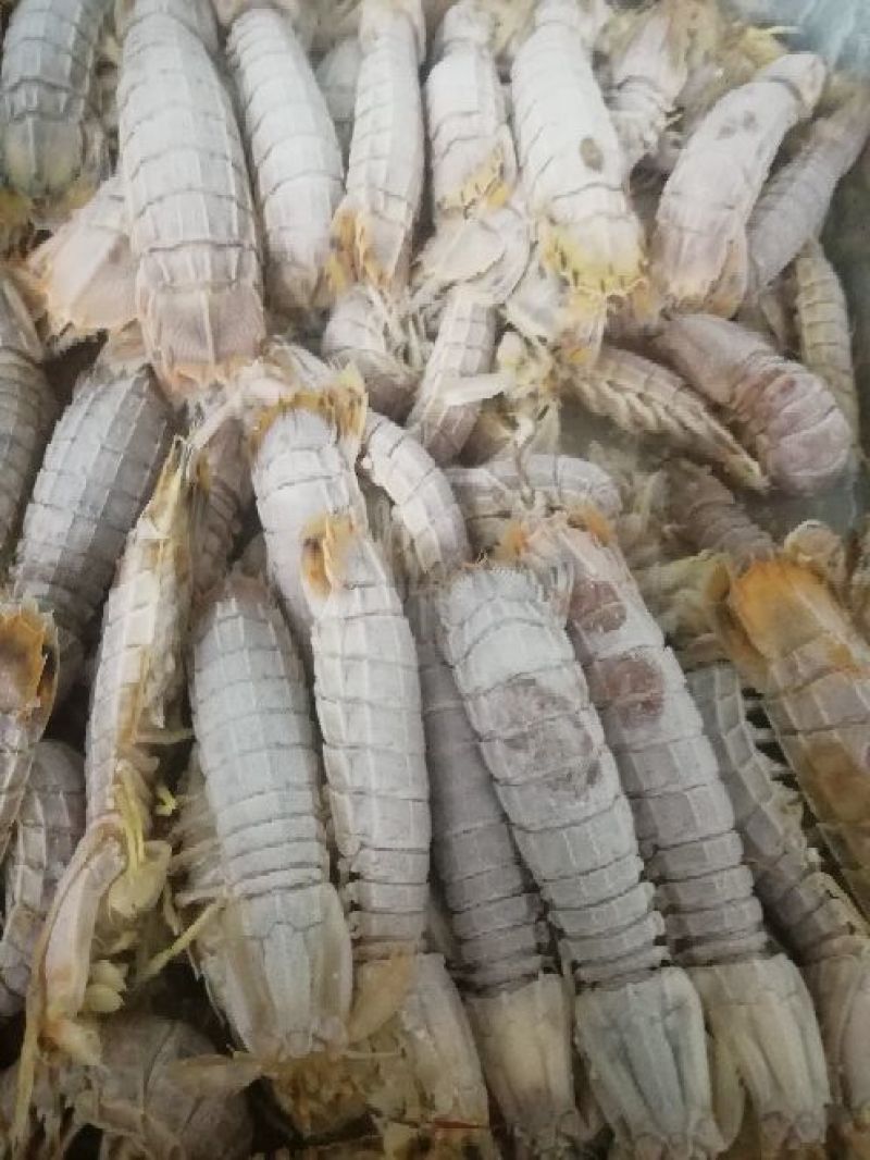 皮皮虾冰鲜虾
