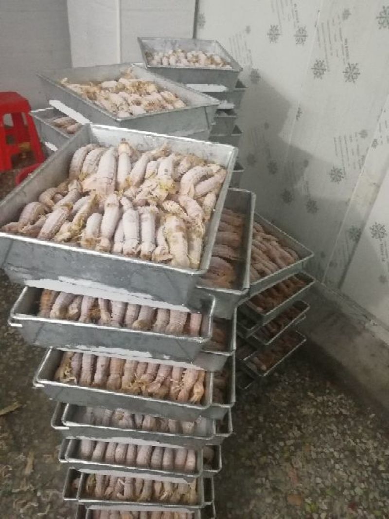皮皮虾冰鲜虾