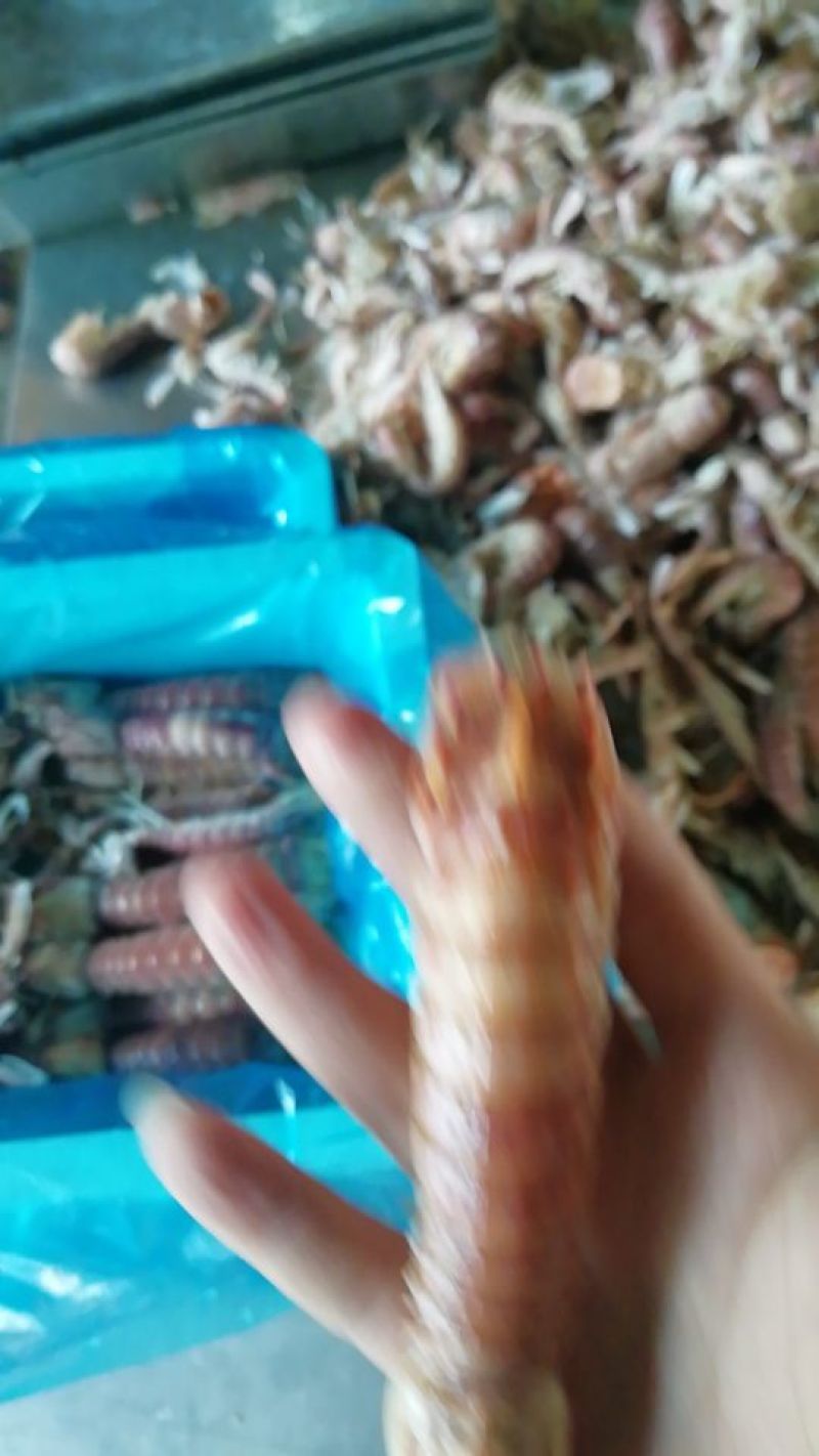 皮皮虾冰鲜虾