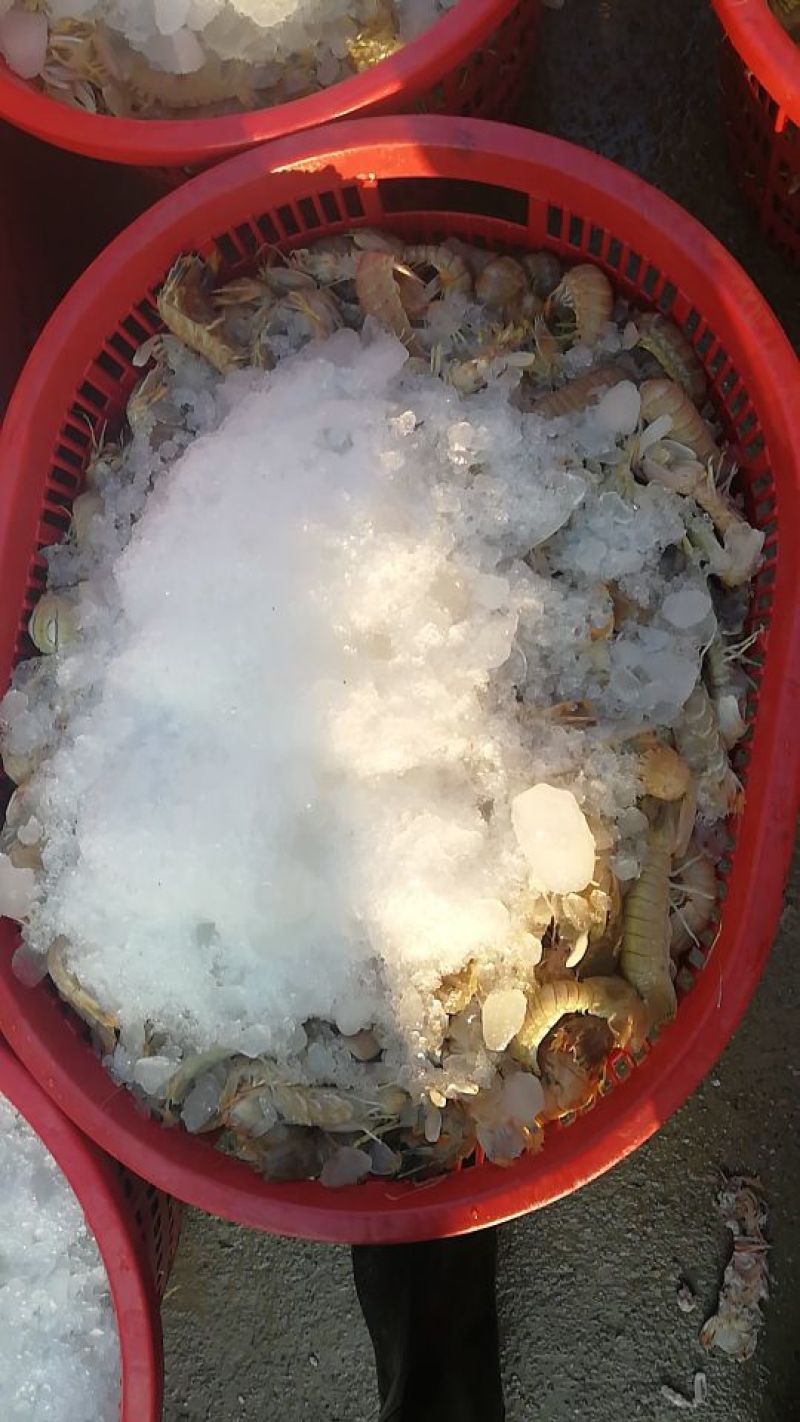皮皮虾冰鲜虾