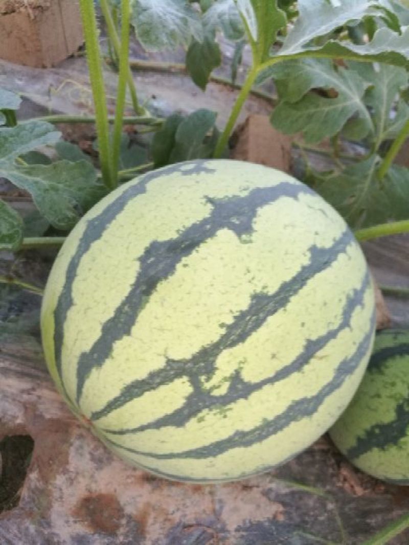 万亩无籽美都西瓜种植基地