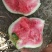 万亩无籽美都西瓜种植基地