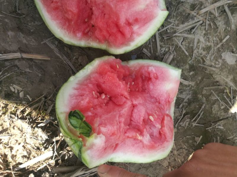 万亩无籽美都西瓜种植基地