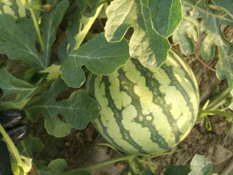 万亩无籽美都西瓜种植基地