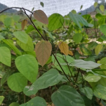 赤苍藤苗大新龙须菜天等姑娘菜有红芽和绿芽品种