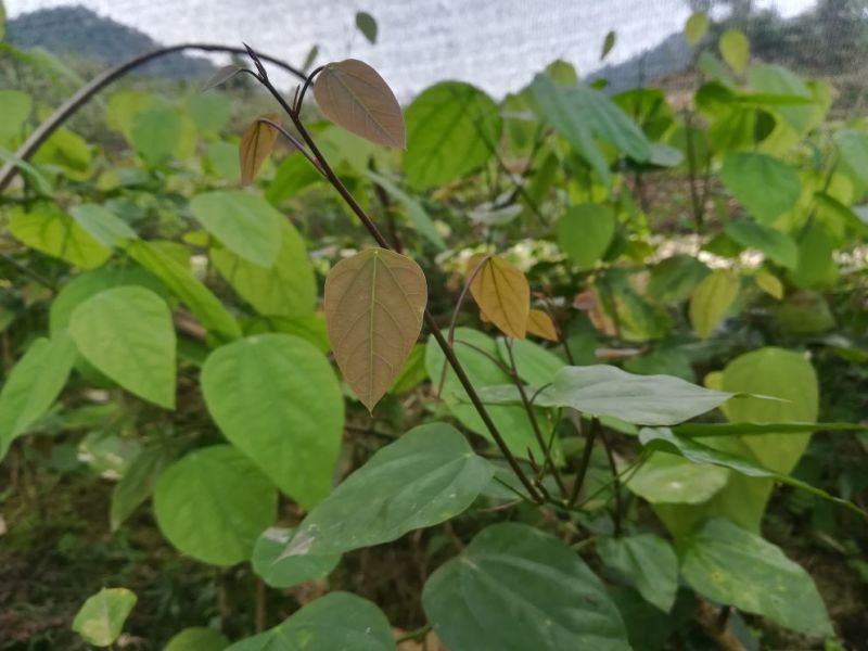 赤苍藤苗大新龙须菜天等姑娘菜有红芽和绿芽品种