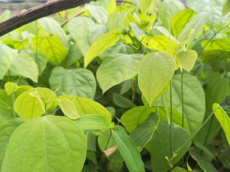 赤苍藤苗大新龙须菜天等姑娘菜有红芽和绿芽品种