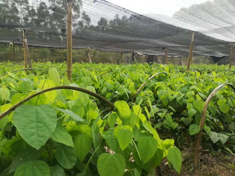 赤苍藤苗大新龙须菜天等姑娘菜有红芽和绿芽品种
