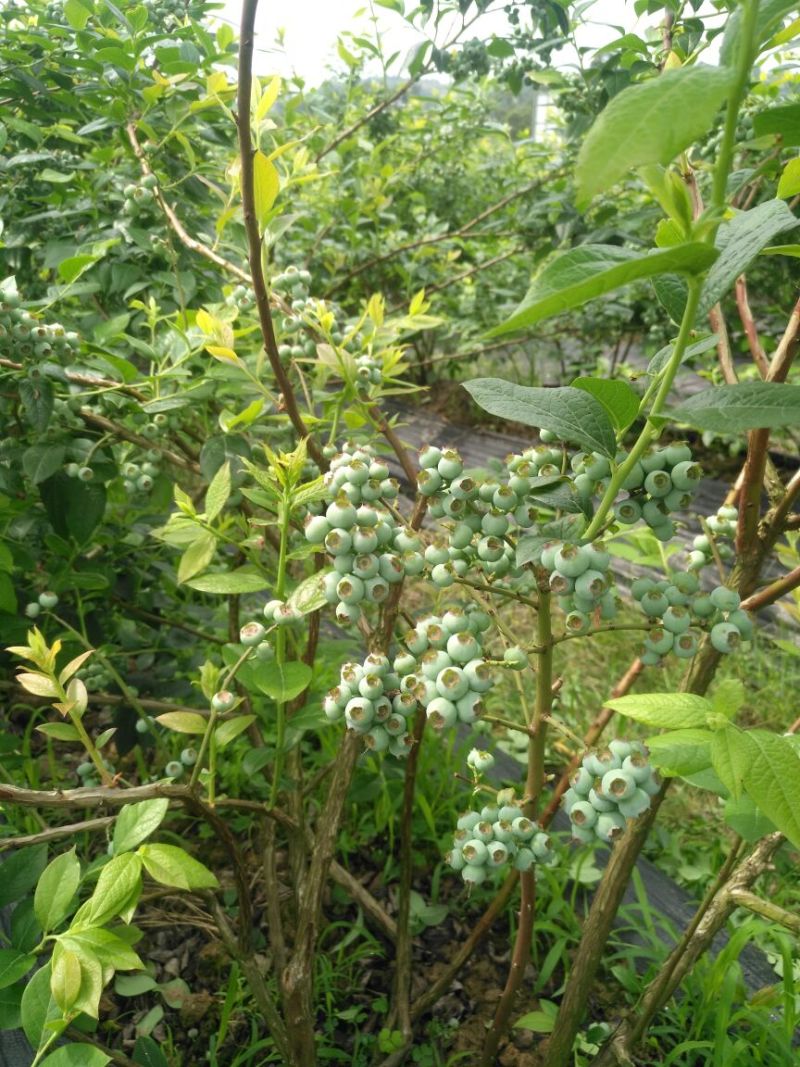 蓝莓鲜果12~14mm以上