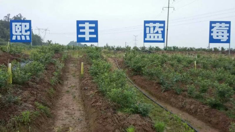 蓝莓鲜果12~14mm以上