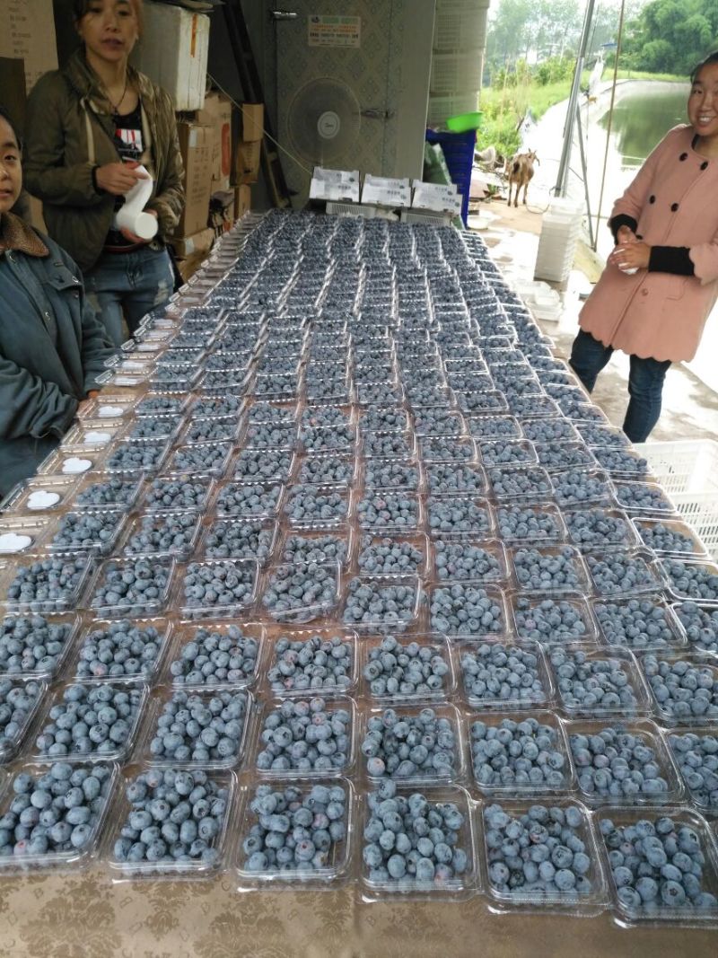 蓝莓鲜果12~14mm以上
