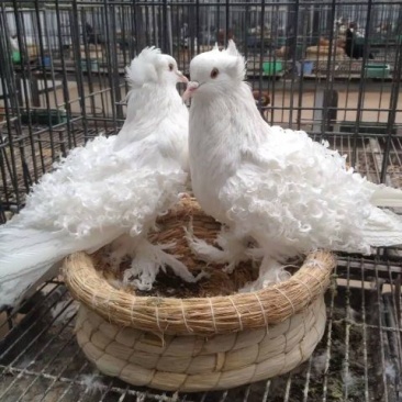 白芙蓉鸽的价格白芙蓉出售