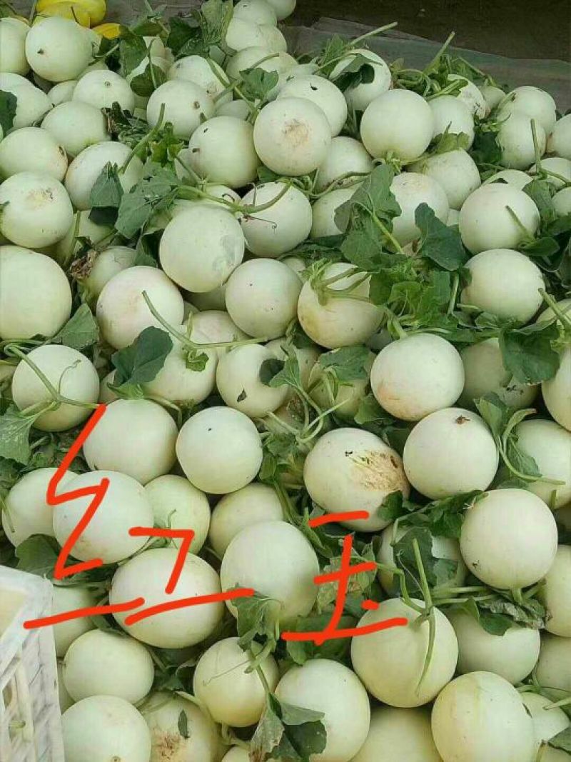 香瓜1.5斤以上品种很多，各种甜瓜！欢迎新老客户前来选