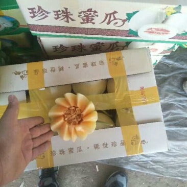 香瓜1.5斤以上品种很多，各种甜瓜！欢迎新老客户前来选