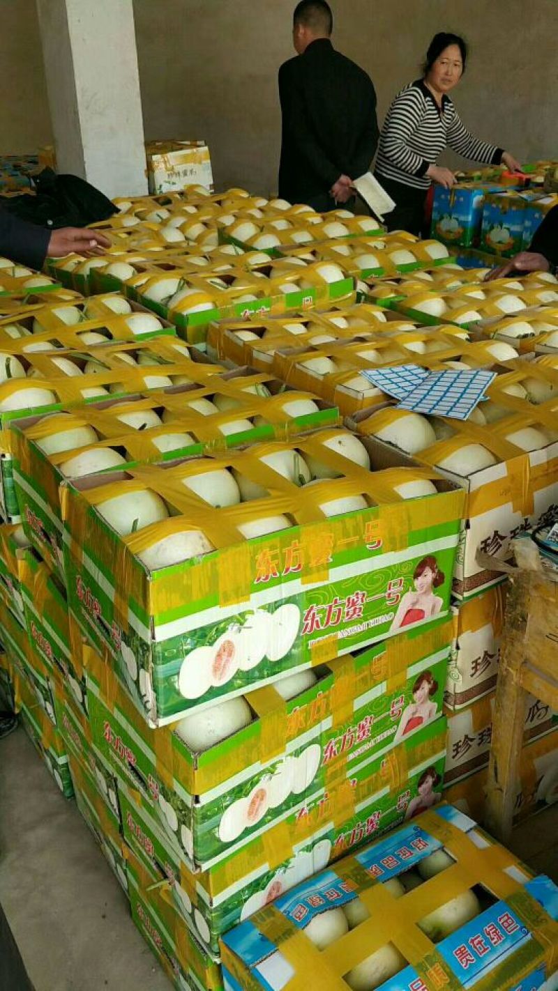 香瓜1.5斤以上品种很多，各种甜瓜！欢迎新老客户前来选