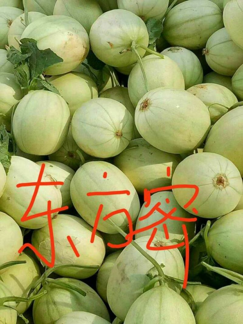 香瓜1.5斤以上品种很多，各种甜瓜！欢迎新老客户前来选