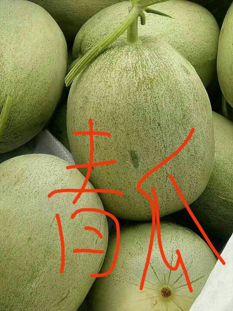 香瓜1.5斤以上品种很多，各种甜瓜！欢迎新老客户前来选