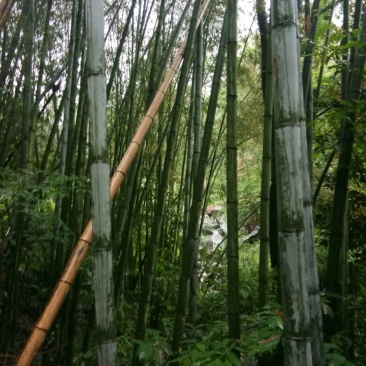 金竹5~6m