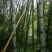 金竹5~6m
