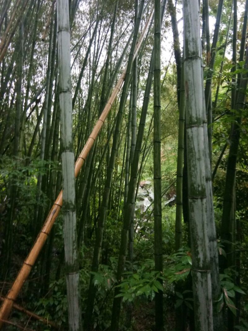 金竹5~6m