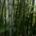 金竹5~6m