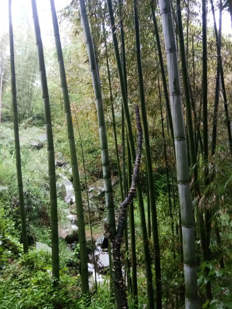 金竹5~6m