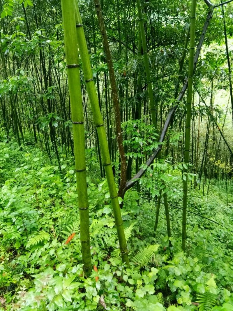 金竹5~6m