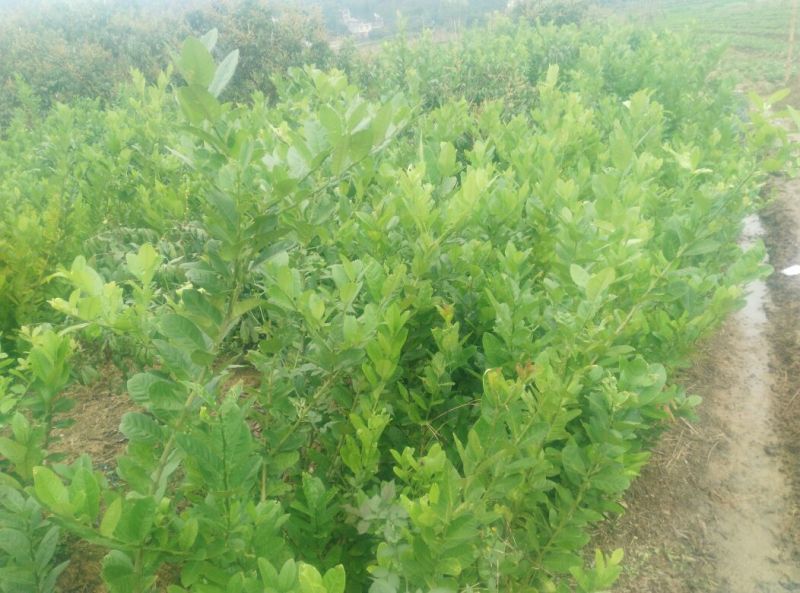 无籽香水柠檬树大苗（地苗）