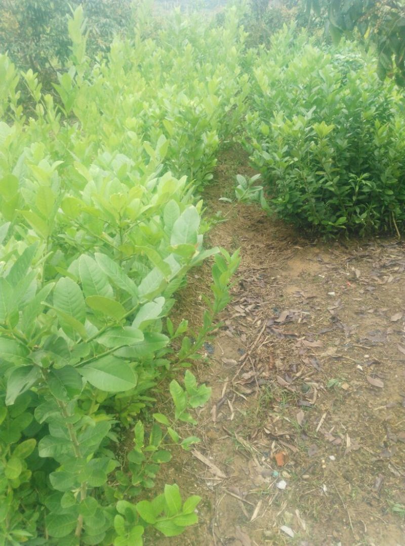无籽香水柠檬树大苗（地苗）