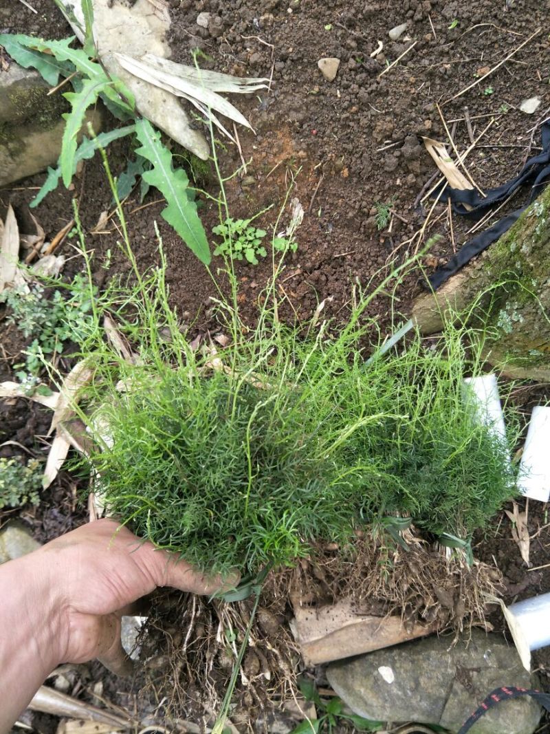 天门冬苗0.8一颗高20-50公1000颗起发货包邮