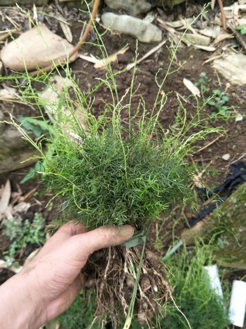 天门冬苗0.8一颗高20-50公1000颗起发货包邮