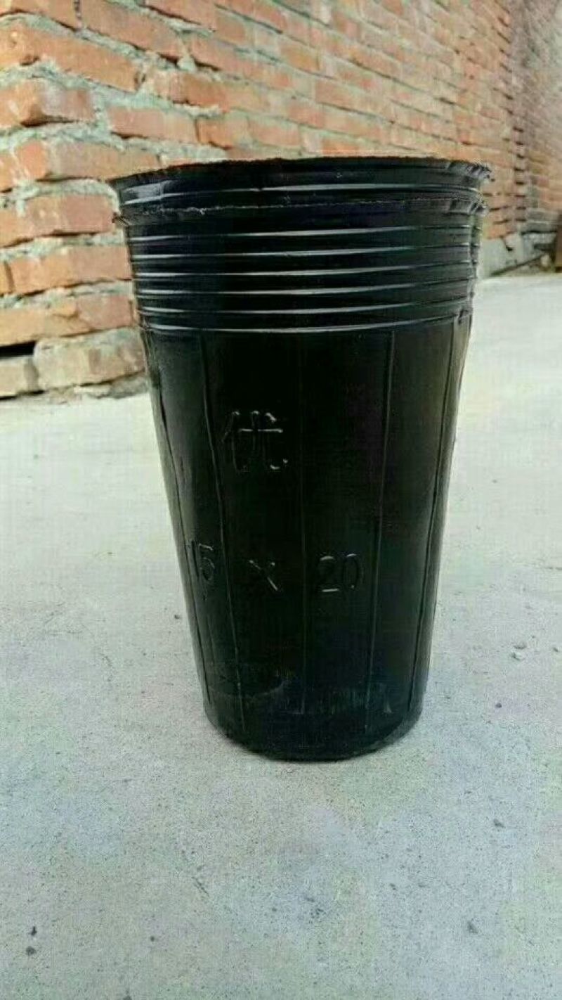 营养钵各种规格营养杯双色盆