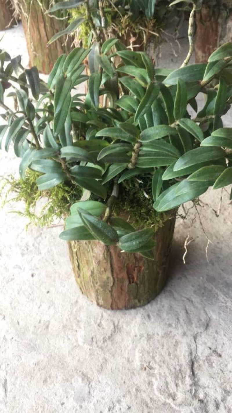 浙江雁荡山铁皮石斛苗20~30cm